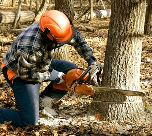 Tree Removal in Port Royal, VA